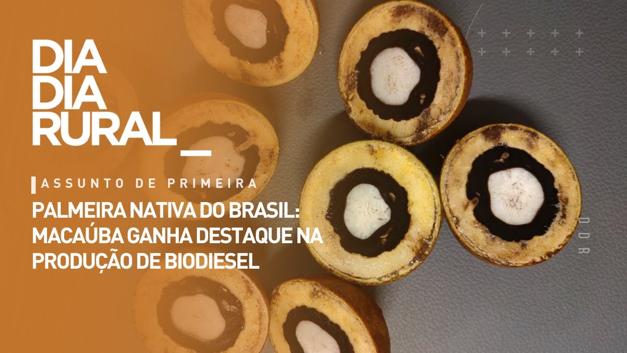 Palmeira nativa do Brasil: macaúba ganha destaque na produção de biodiesel