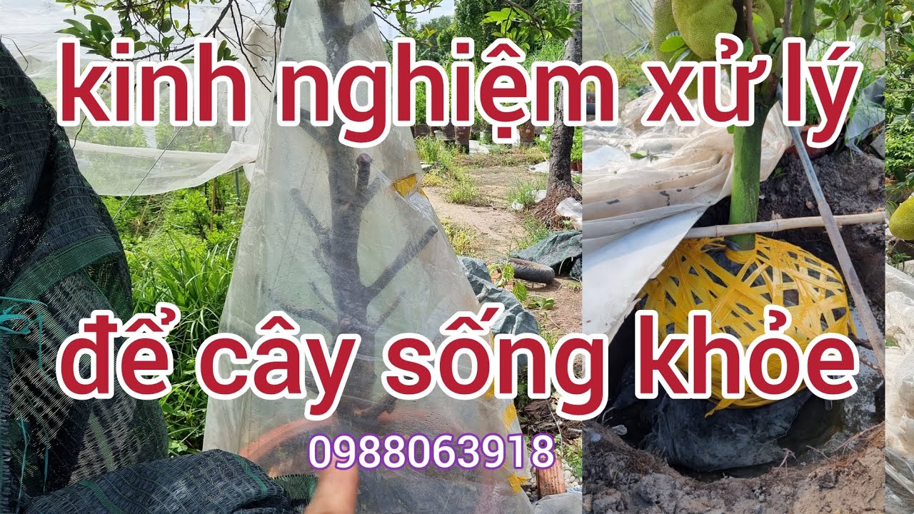 Một số kinh nghiệm khi xử lý cho từng loại cây 0988063918