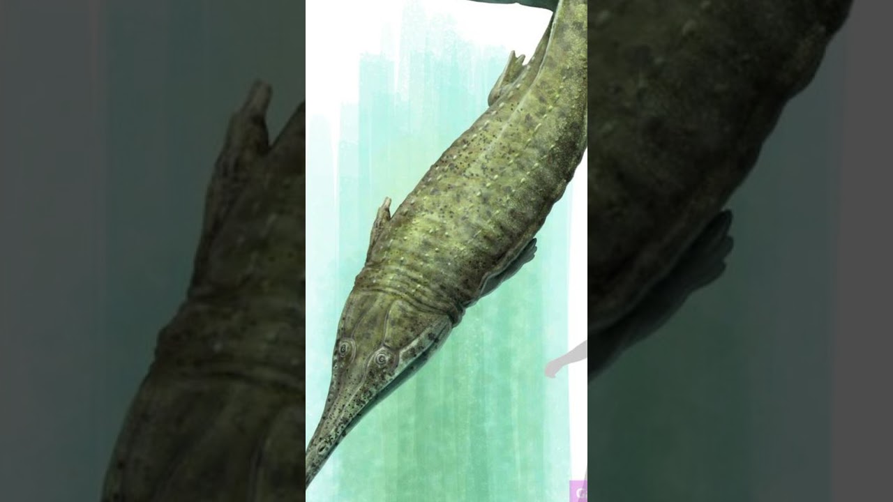 Prionosuchus foi o maior Anf&iacute;bio de Todos? #paleontologia