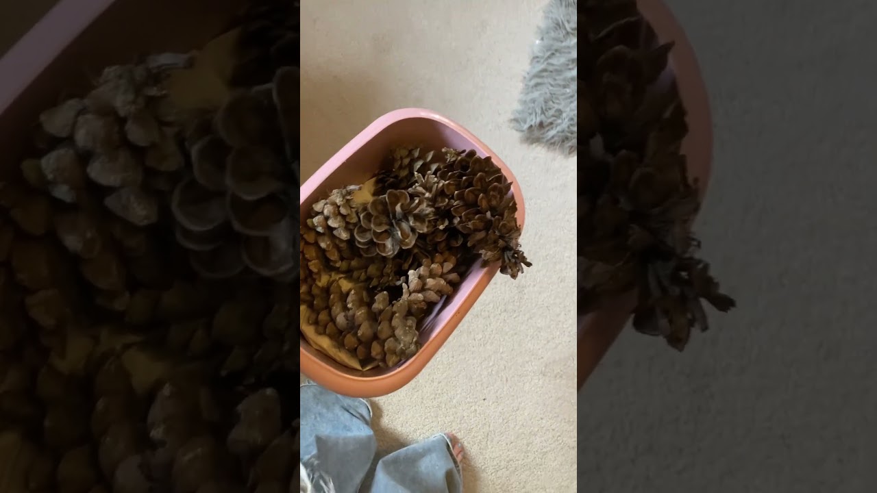 absolutely no context #pinecone #funny #shortsfeed #fypシ #viral #shorts