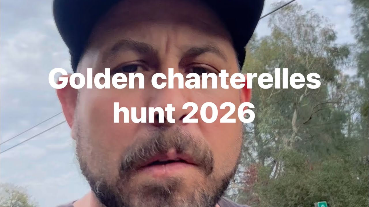 California golden chanterelle hunt late season 26 @ Walker California 