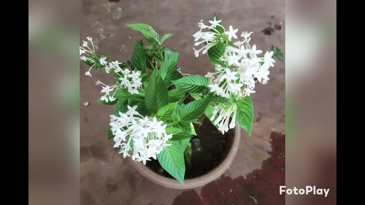 Whispers in white#flowers#garden 