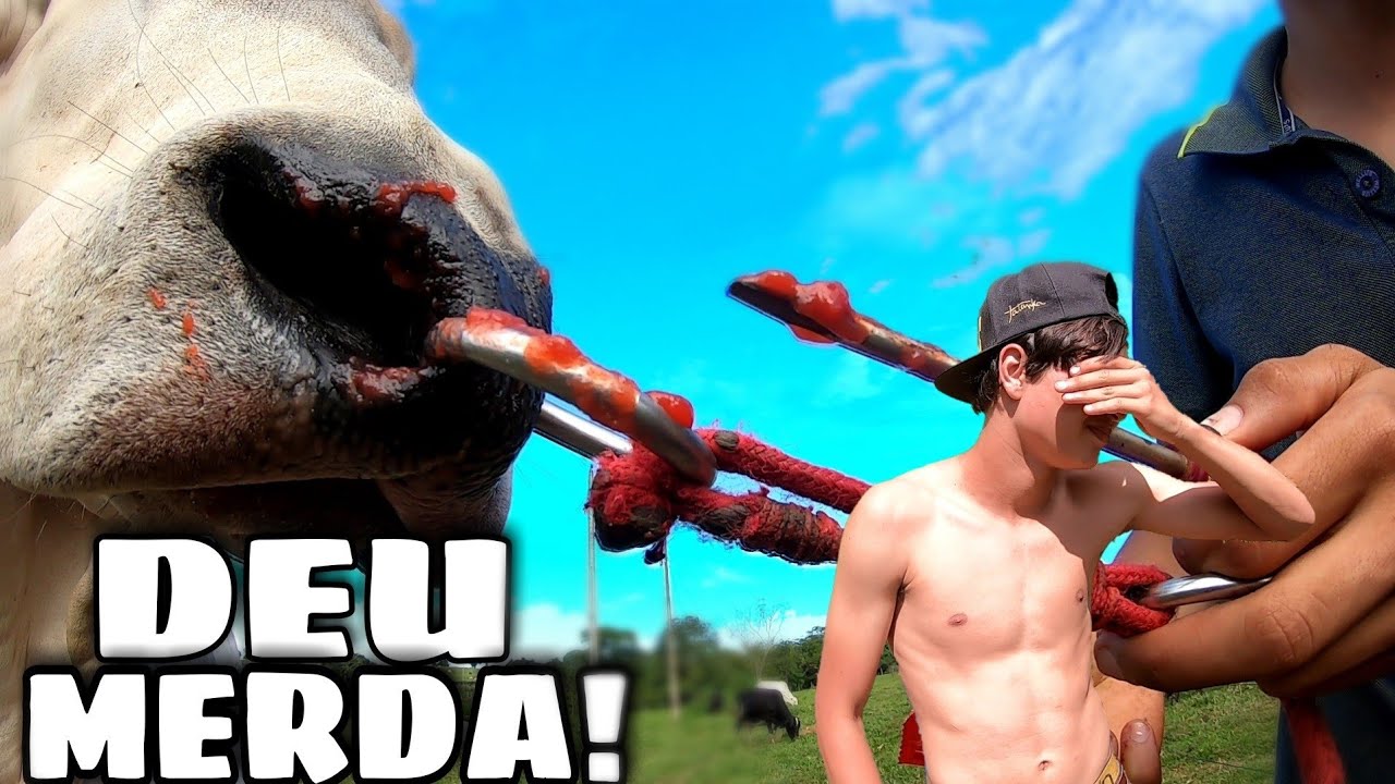 FUREI A VENTA DO MEU BOI E DEU MERDA!