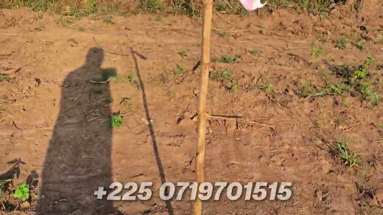 YAMOUSSOUKRO DES TERRAINS AVEC TITRE FONCIER À 2Millions 