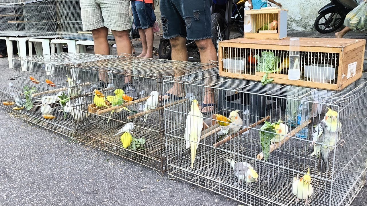 FEIRA DE PÁSSARO EXÓTICO E GAIOLA DE CAMPINA GRANDE-PB BAIRRO DA PRATA