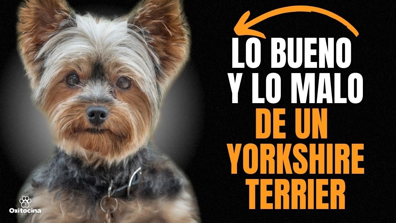 YORKSHIRE TERRIER: VENTAJAS Y DESVENTAJAS de tener uno.