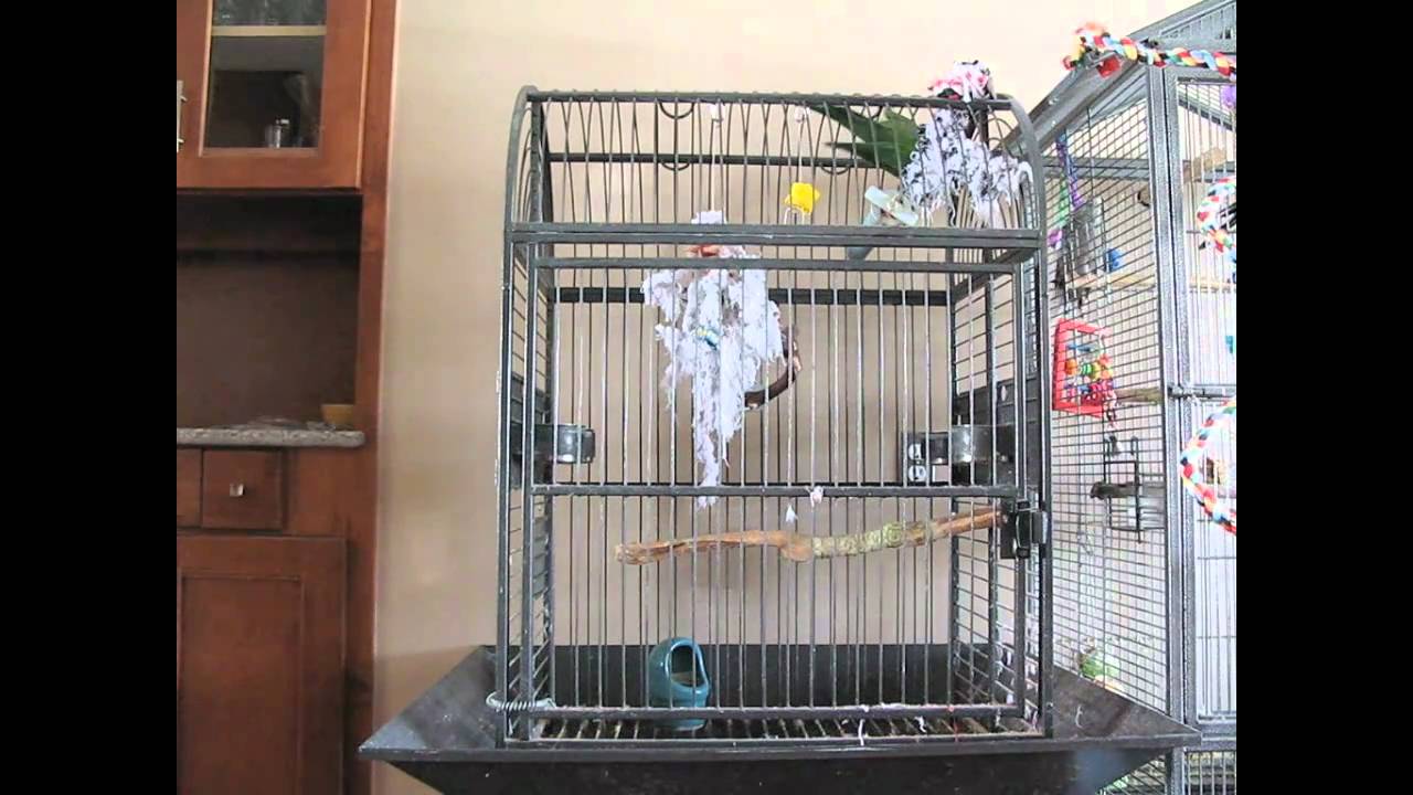 derbyan parakeet screaming