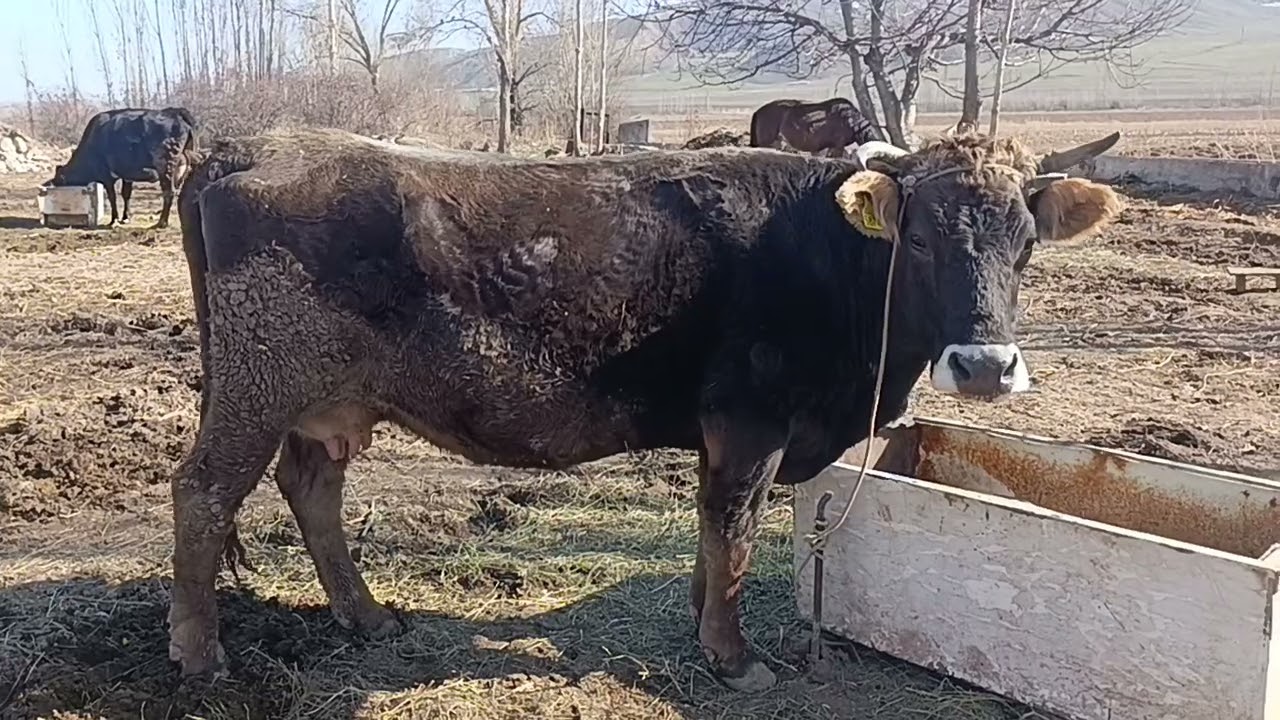 Жакшы уйлар 0703250947