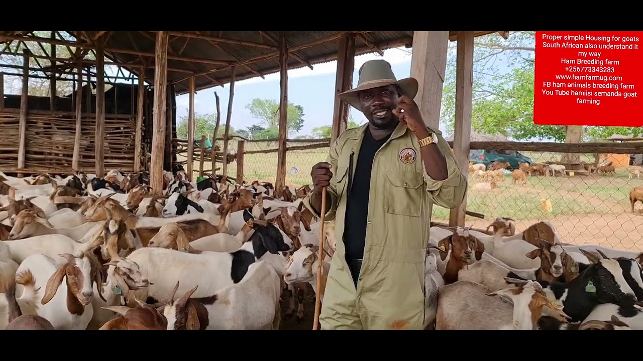 How to build your own size of goat by hamiisi semanda +256773343283