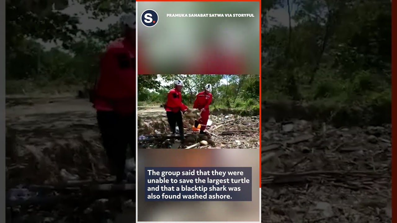 Rescued Turtles Returned to Sea After Being Stranded Inland by Tsunami