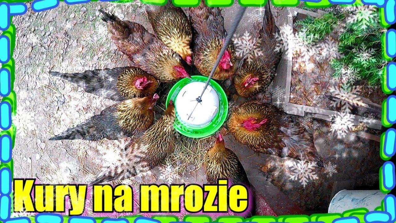 Kury na mrozie | Co się dzieje z kurami gdy marzną | Nieśność kur