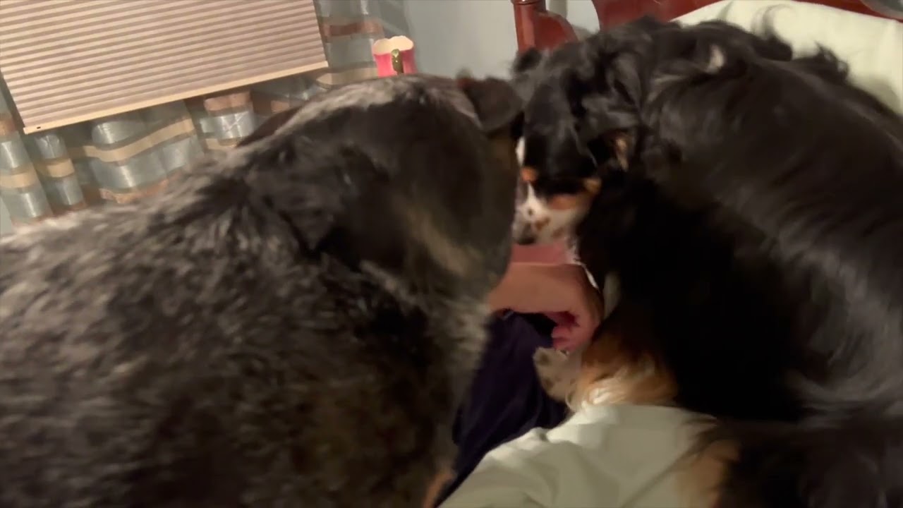 Biological Alarm Clocks