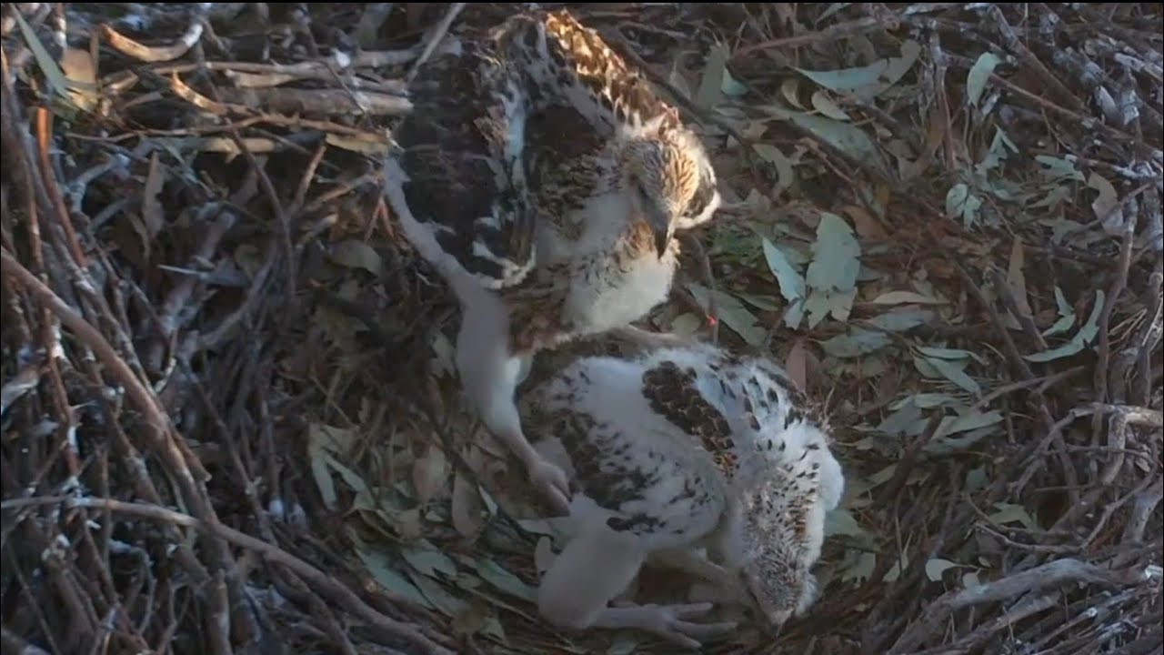Small eaglet make mistake and gets punishment from Big eaglet | Sea-EagleCAM | Sep 20, 2025