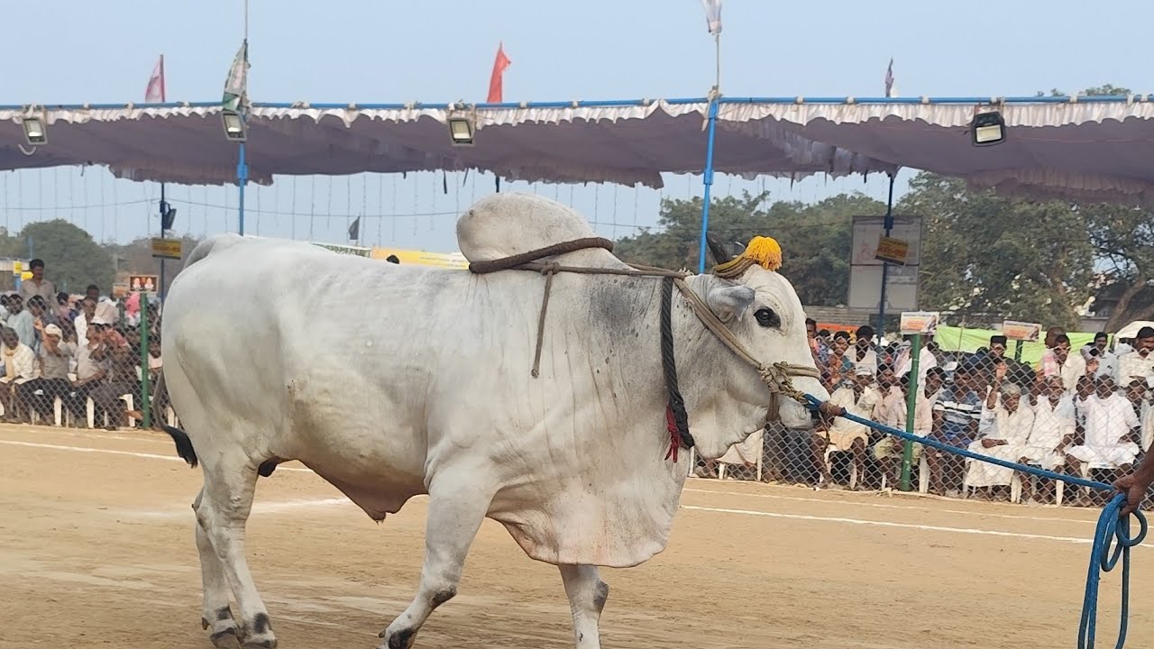 రెంటచింతల సీనియర్స్ PVSR బుల్స్ పావులూరి వీరాస్వామి చౌదరి గారు (బుడ్డది & భజరంగి)