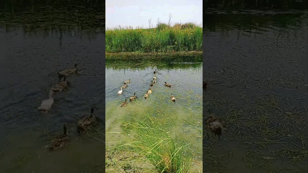 #newclothing #2023 #newshirt #comedy