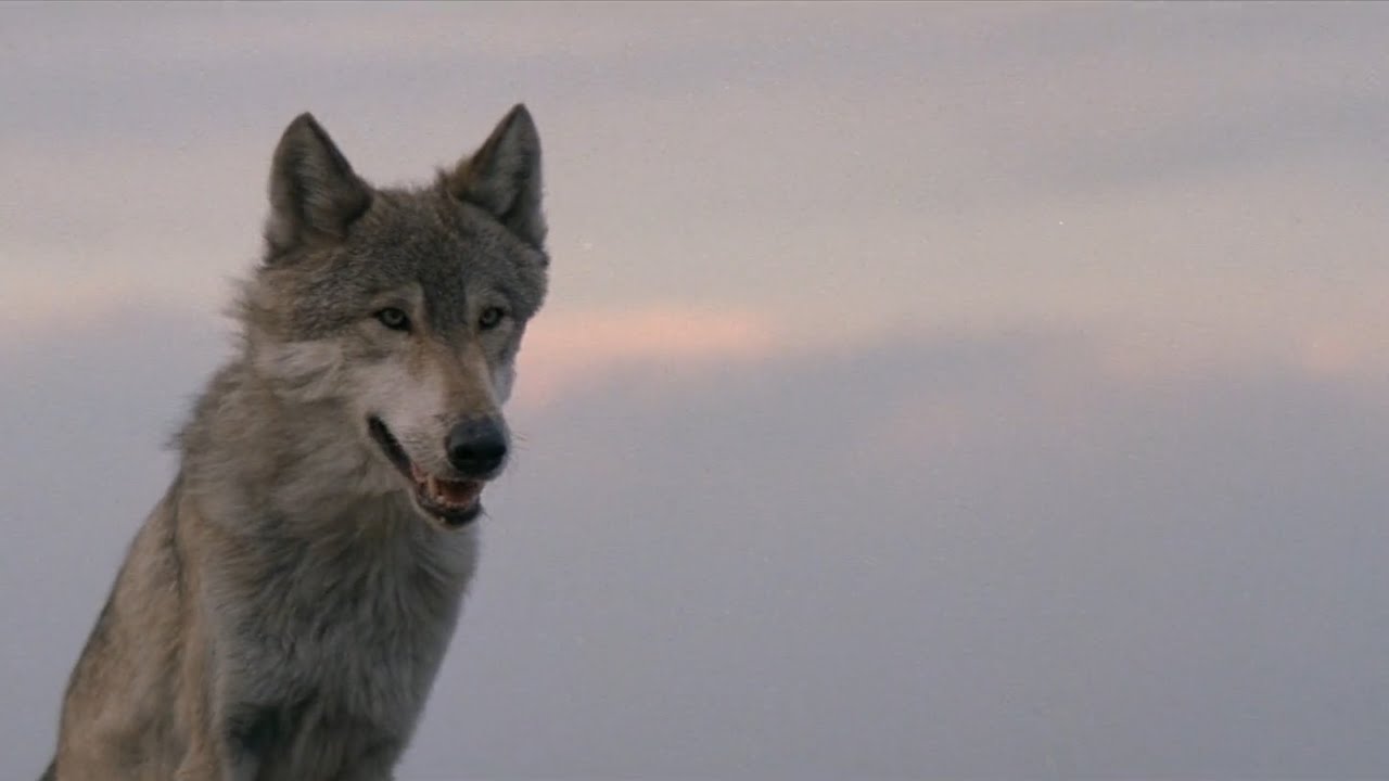 Dances with Wolves | Dunbar Meets 'Two Socks' | A Timeless Bond
