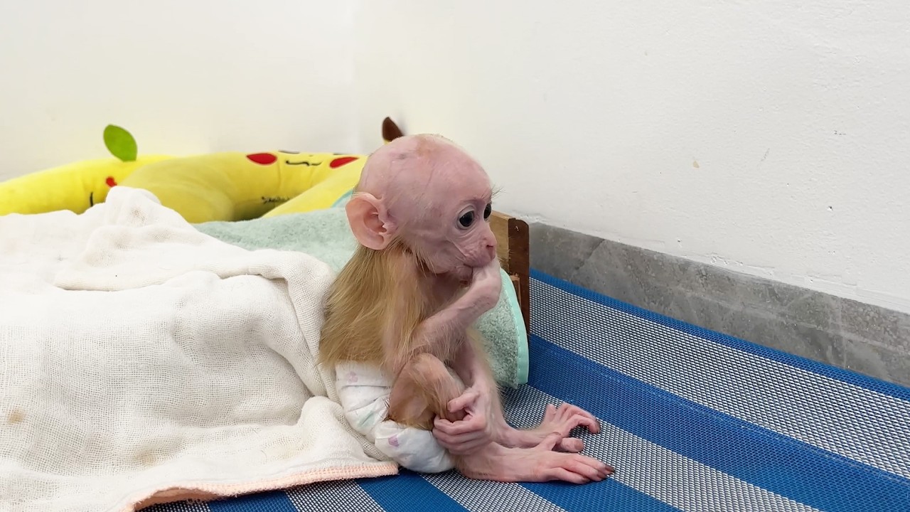 What Does a Lonely Baby Monkey Do When It&rsquo;s Home Alone 😢