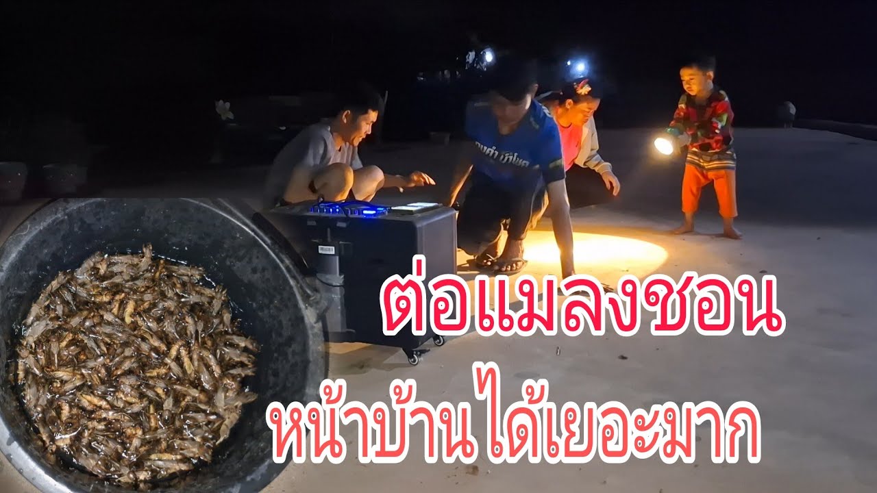 ต่อแมลงชอนหน้าร้านคืนนี้ได้เยอะมากๆๆเก็บจนเป็นวินโพดโพ 5 กุมภาพันธ์ ค.ศ. 2026
