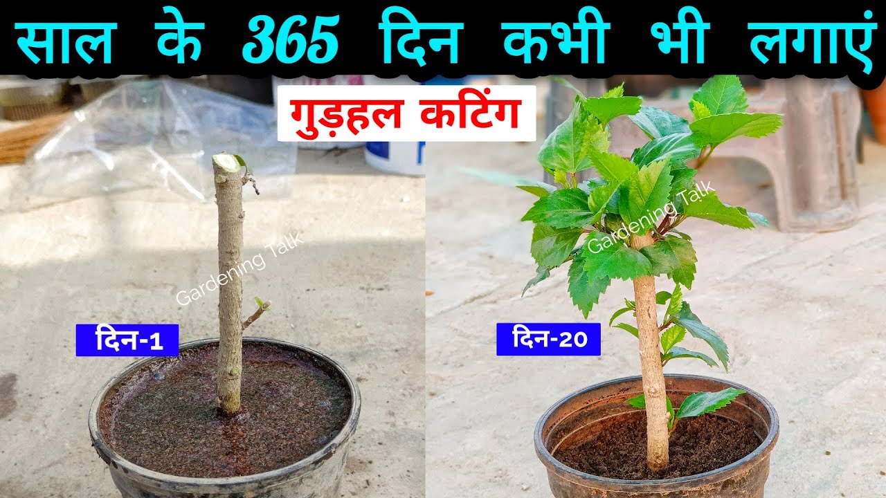 कटिंग से गुड़हल उगाने का 100% सफल तरीका! Root Update भी देखें 🤯 Hibiscus Cutting Grow Secret