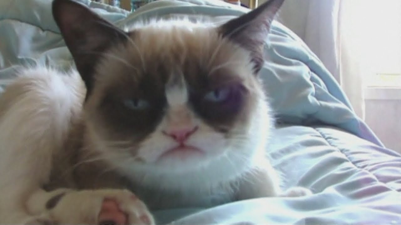 Grumpy Cat Tardar Sauce: Nothing makes this cat happy...not even screaming fans and a book deal