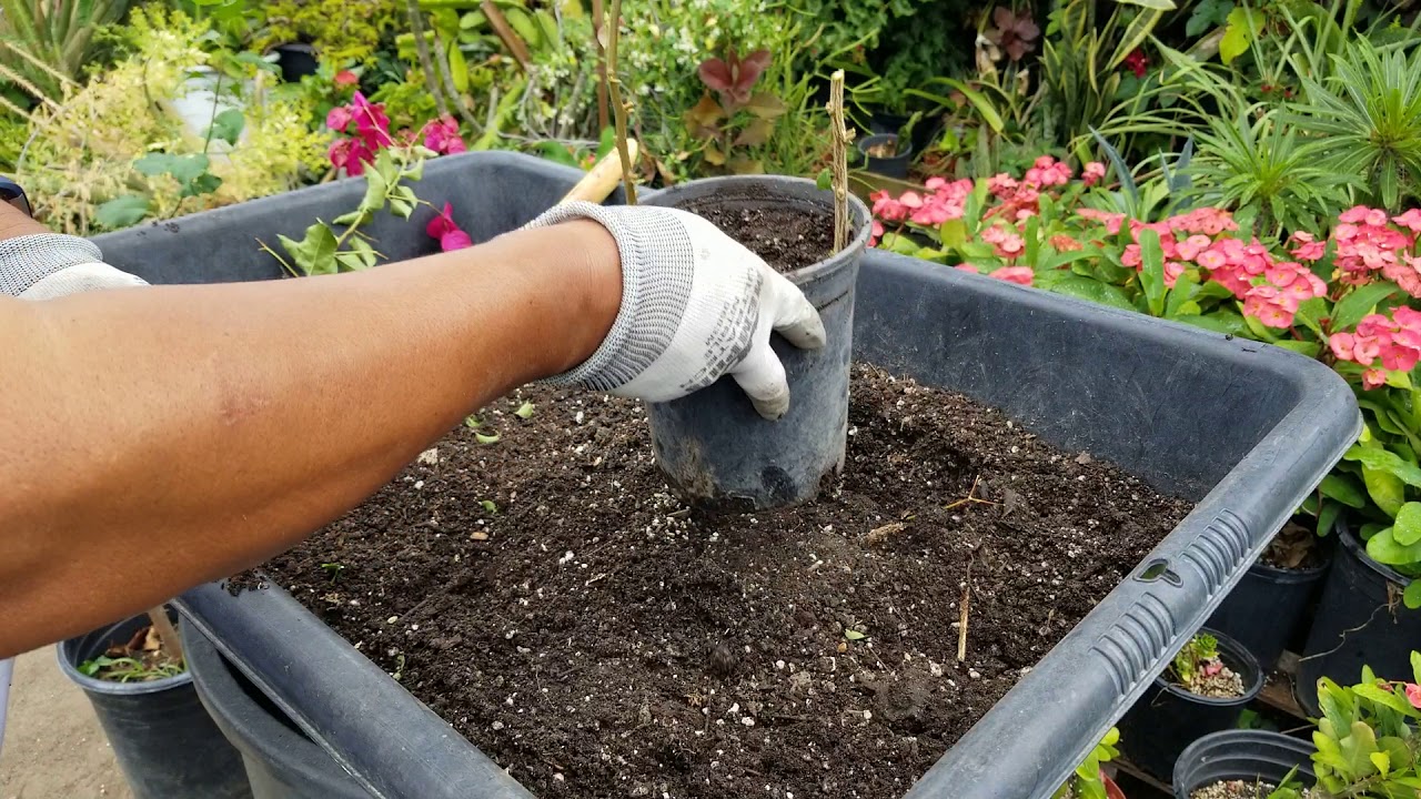 Reproduccion y resultados de plantacion de la bugambilia.