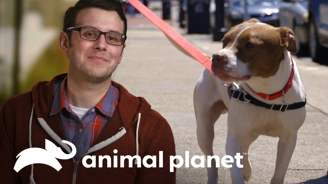 Pareja se enamora de un perro rescatado | Pit bulls y convictos | Animal Planet