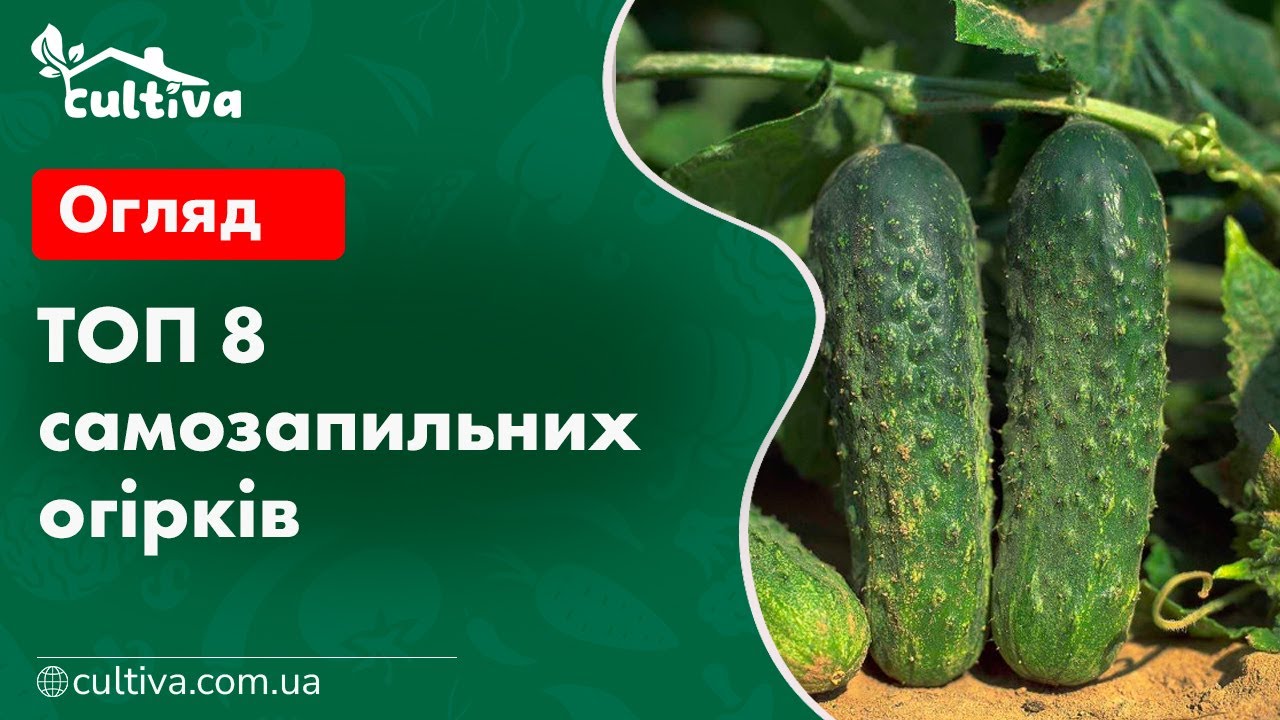 ТОП 8 самозапильних огірків від Cultiva