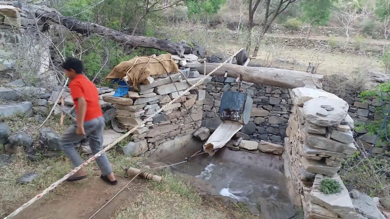 rajasthani bull well water pulling #PART1!