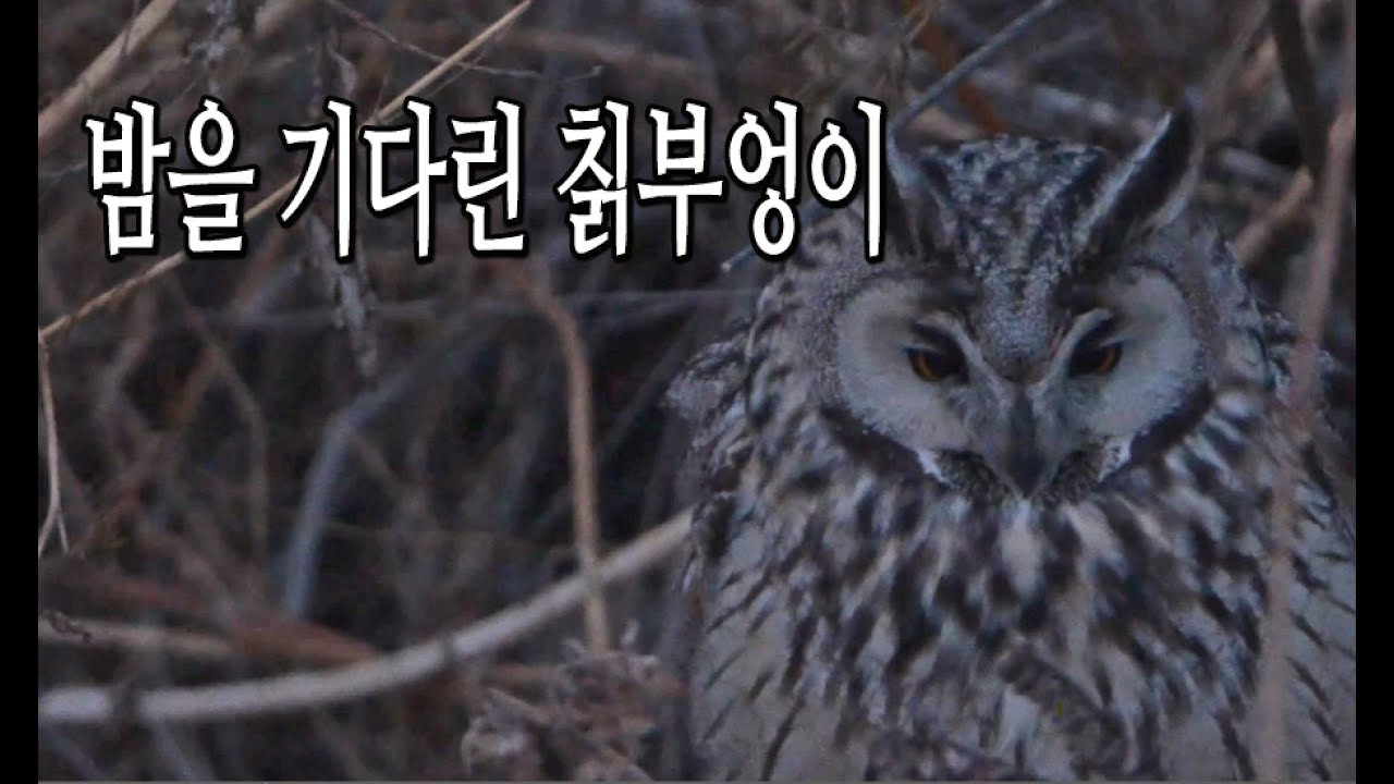 밤을 기다린 칡부엉이