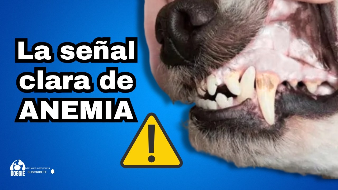 Cómo saber si tu perro tiene ANEMIA 🩸 y qué hacer YA