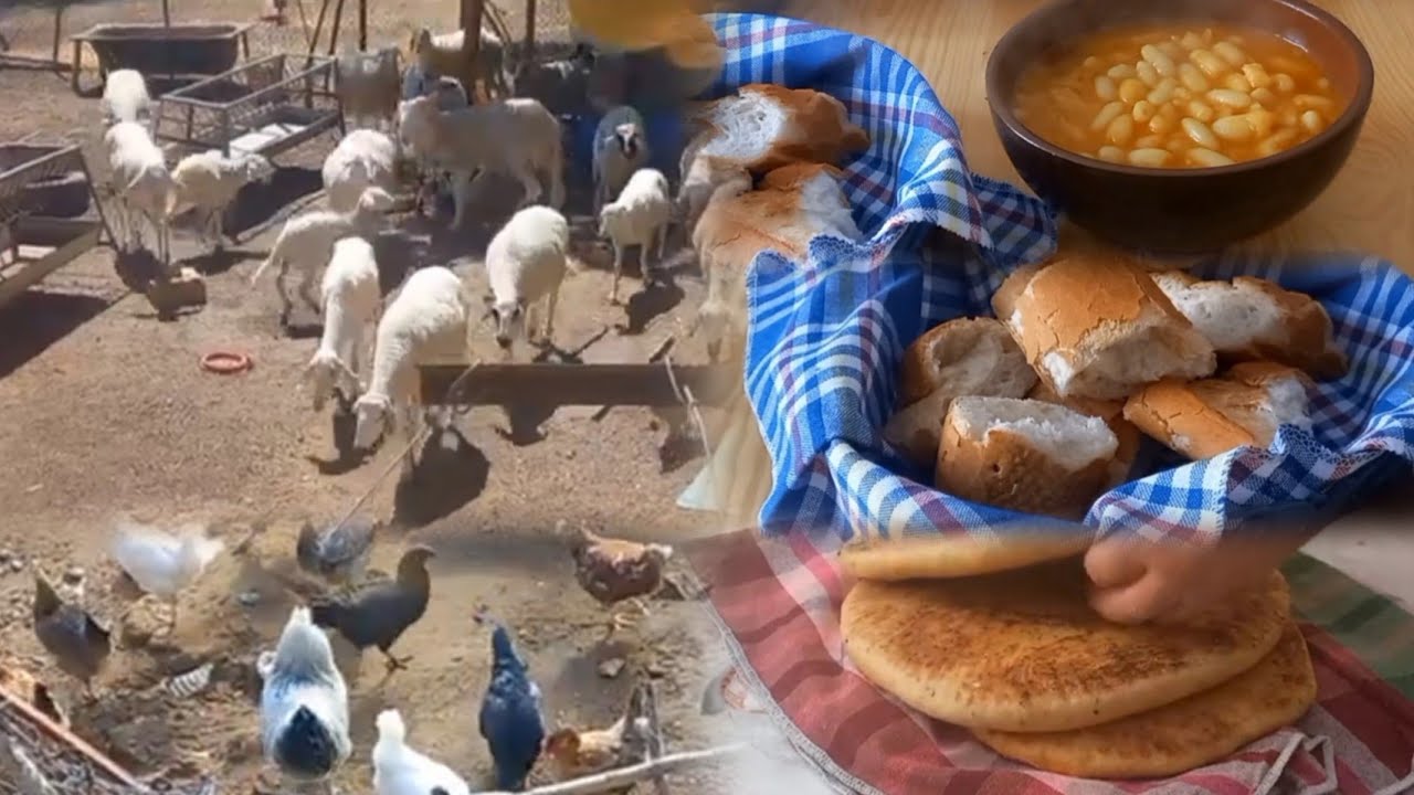 الطبخ تحت المطر في القرية | لوبيا حارمطلوع وشرب قهوةالصباح  مع زبدة البقرة 🇩🇿 village lifestyle 