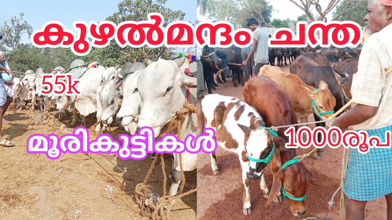 കുഴൽമന്ദം ചന്തയിലെ ഈ ആഴ്ചയിലെ കാഴ്ചകൾ #cattlemarket #anwarkerala #anwarvlog#shojiravi #buffalomarket