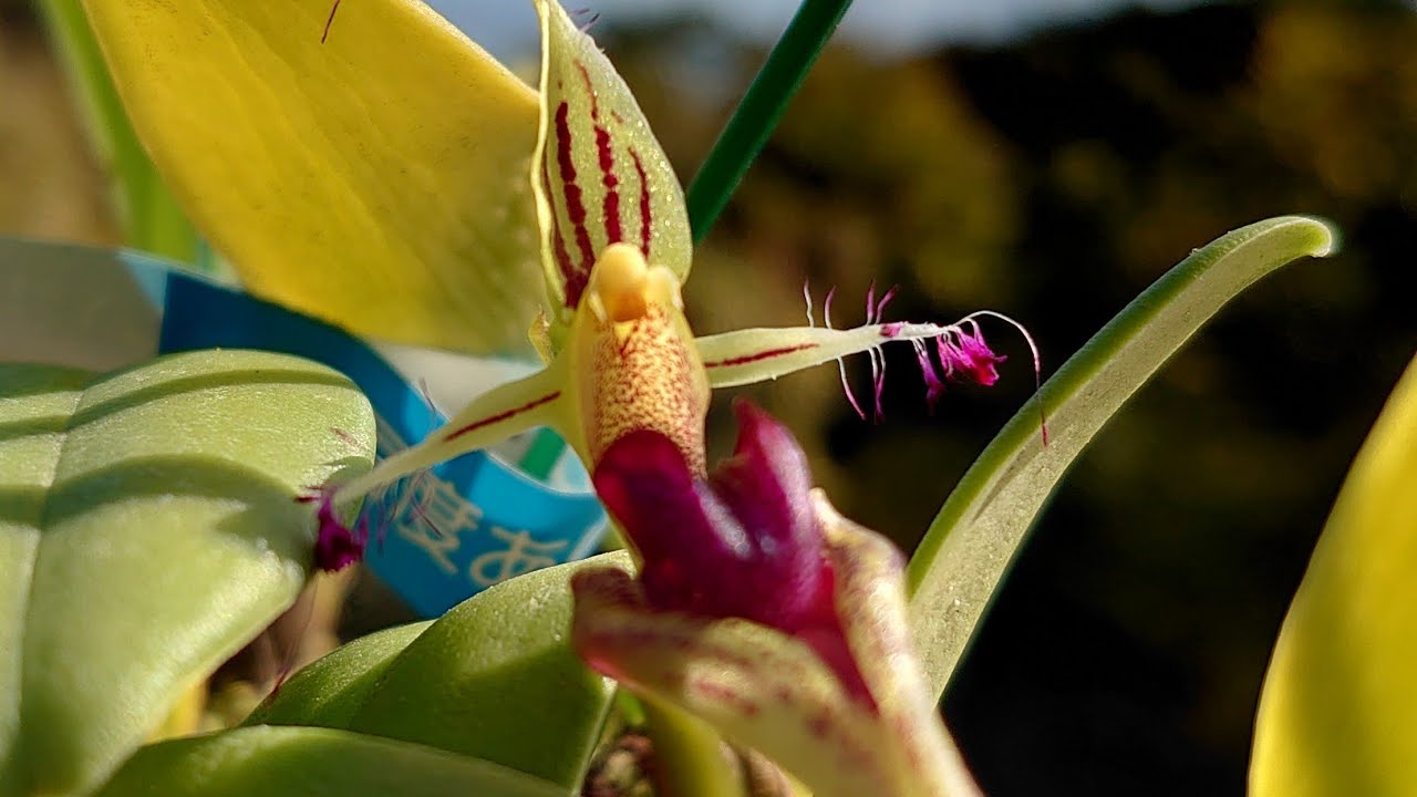 Bulbophyllum putidum
