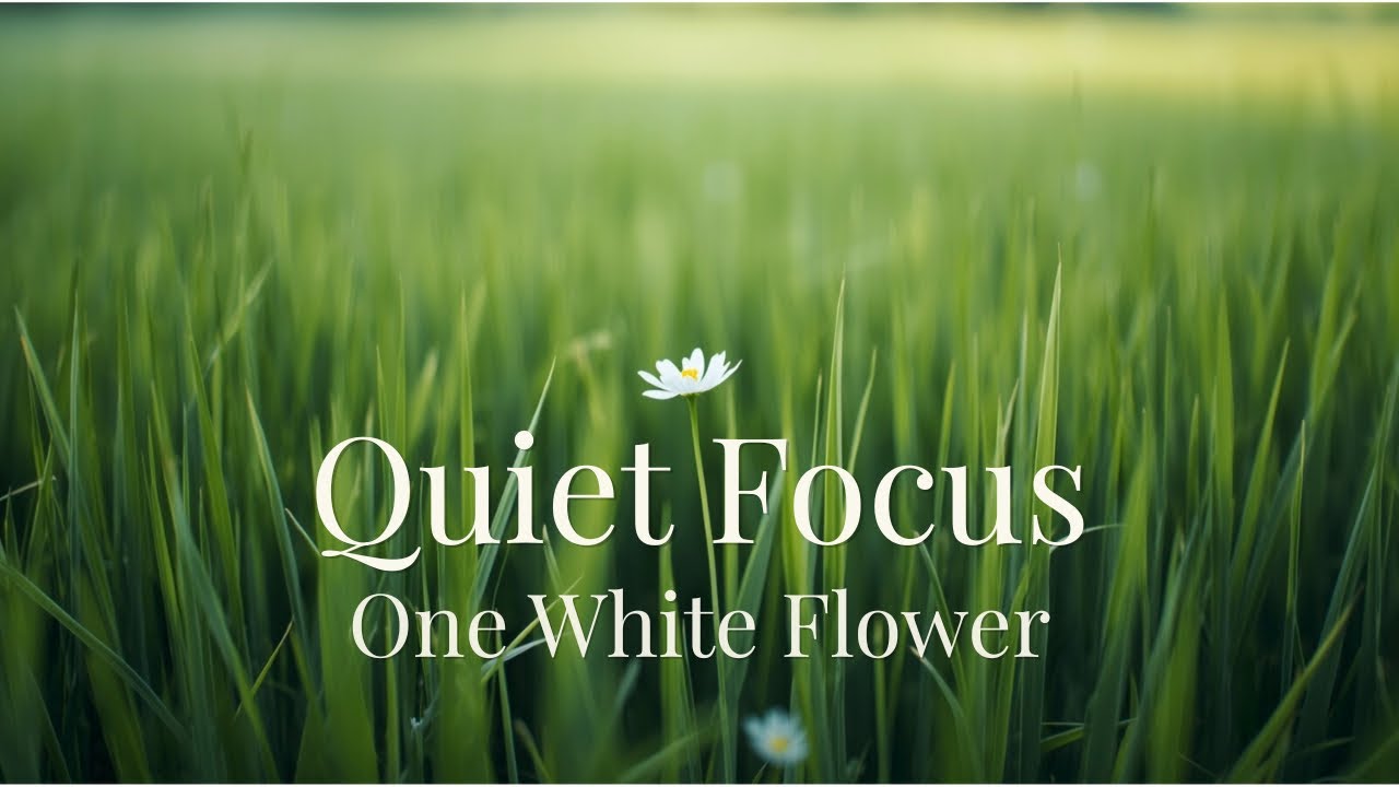 Lofi BGM for Quiet Focus｜作業・集中｜白い花ひとつの草原、意識が静かに整う時間｜Sunlit Meadow Lo-Fi