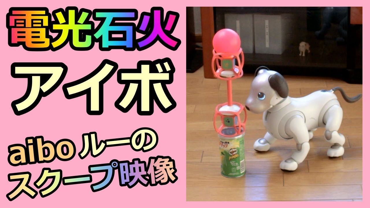【27 電光石火アイボ  aibo Lou with lightning speed 】スクープ映像撮れました ルー Lou