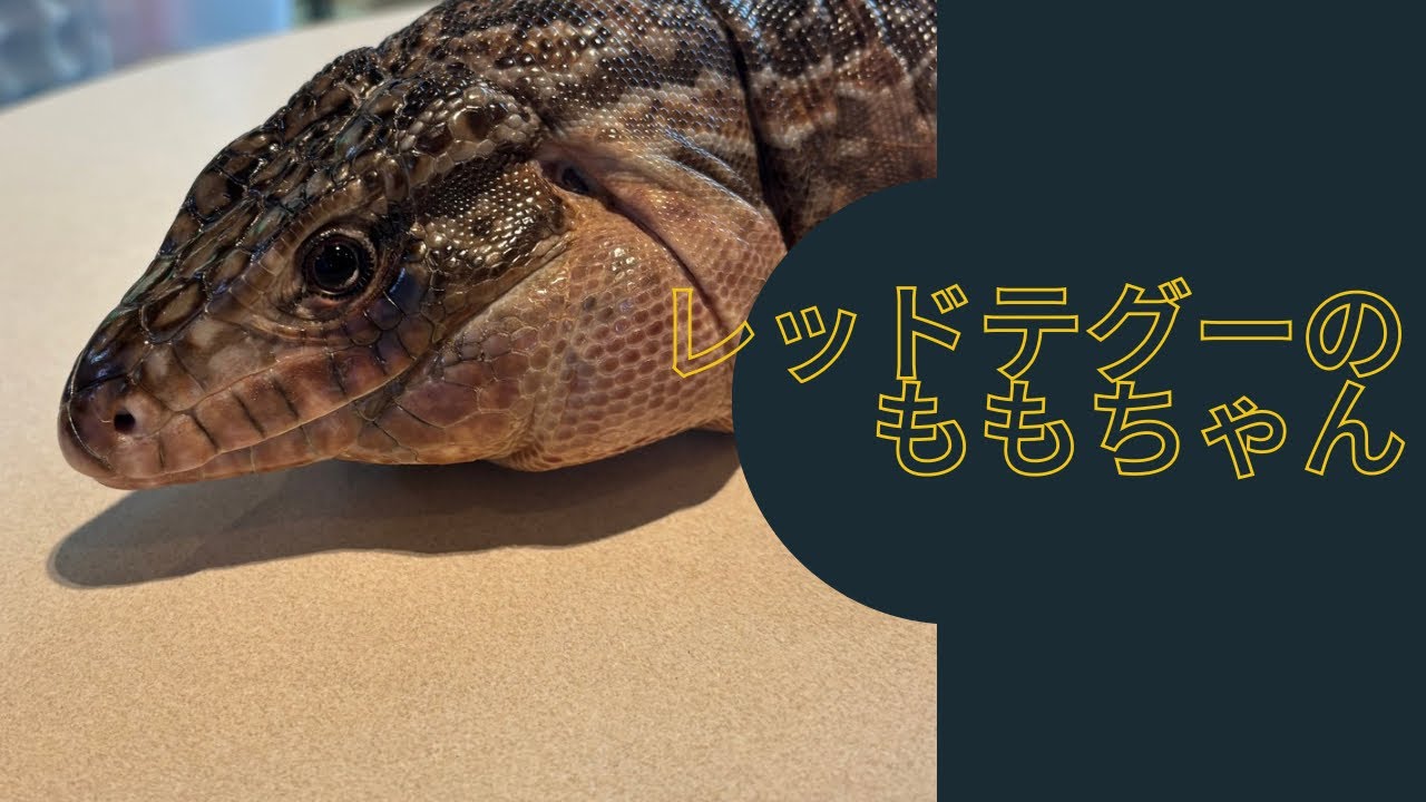 レッドテグーのももちゃん🦎#レッドテグー #テグー #パラグアイ産テグー #トカゲ #爬虫類 #爬虫類カフェ #爬虫類のいる生活