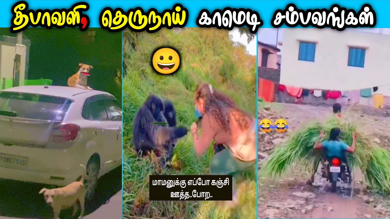 தெருநாய் காமெடி சம்பவங்கள் 😂 funny animals  tamil