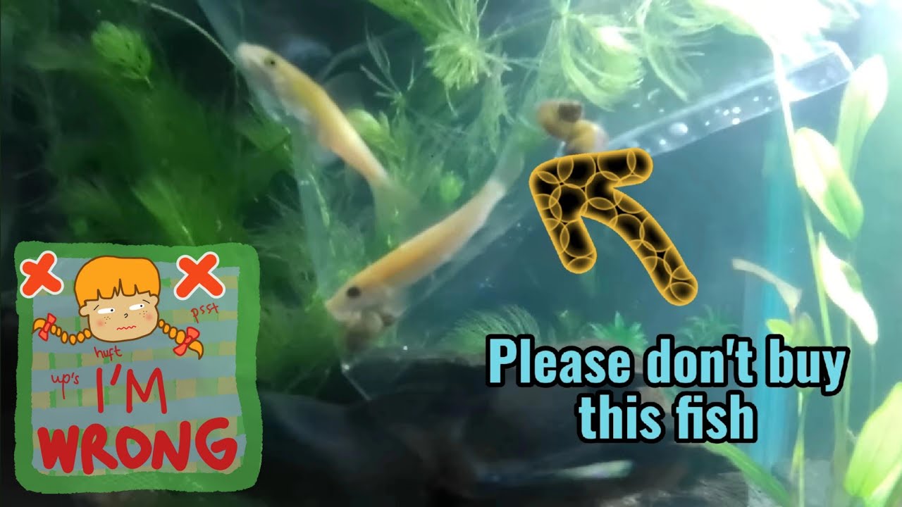Siamese Algae Eater fish | adding trouble maker 🥵