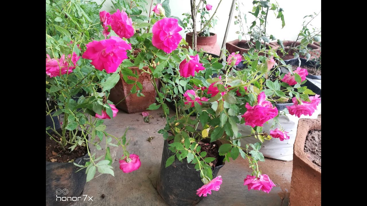 यह गुलाब का पौधा देगा ढेरो फूल  HOW TO GROW KASHMIRI ROSE AND GET MAXIMUM BLOOMS