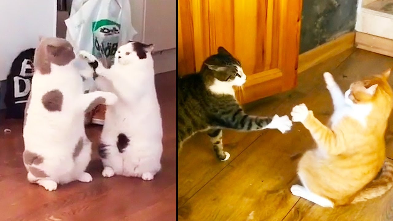 Ozzy Man Reviews: Vicious Cat Fights
