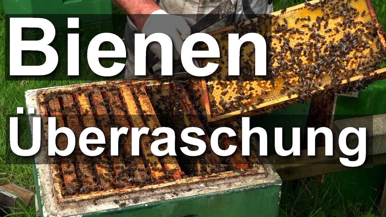 Der Irrsinn beginnt: Bienen Schwarmkontrolle - Dunkle Biene in Frankenbeute und Segeberger Beute
