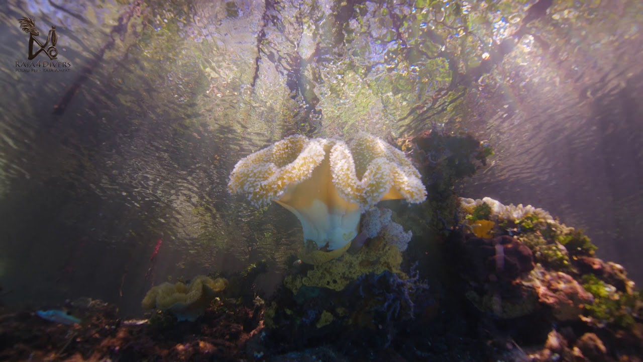Mangrove Diving and Snorkelling around Pulau Pef