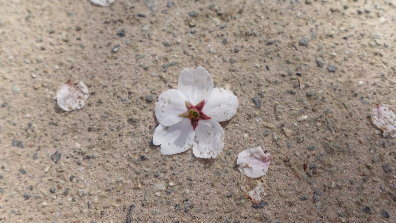 korea week 1| it's mainly cherry blossoms