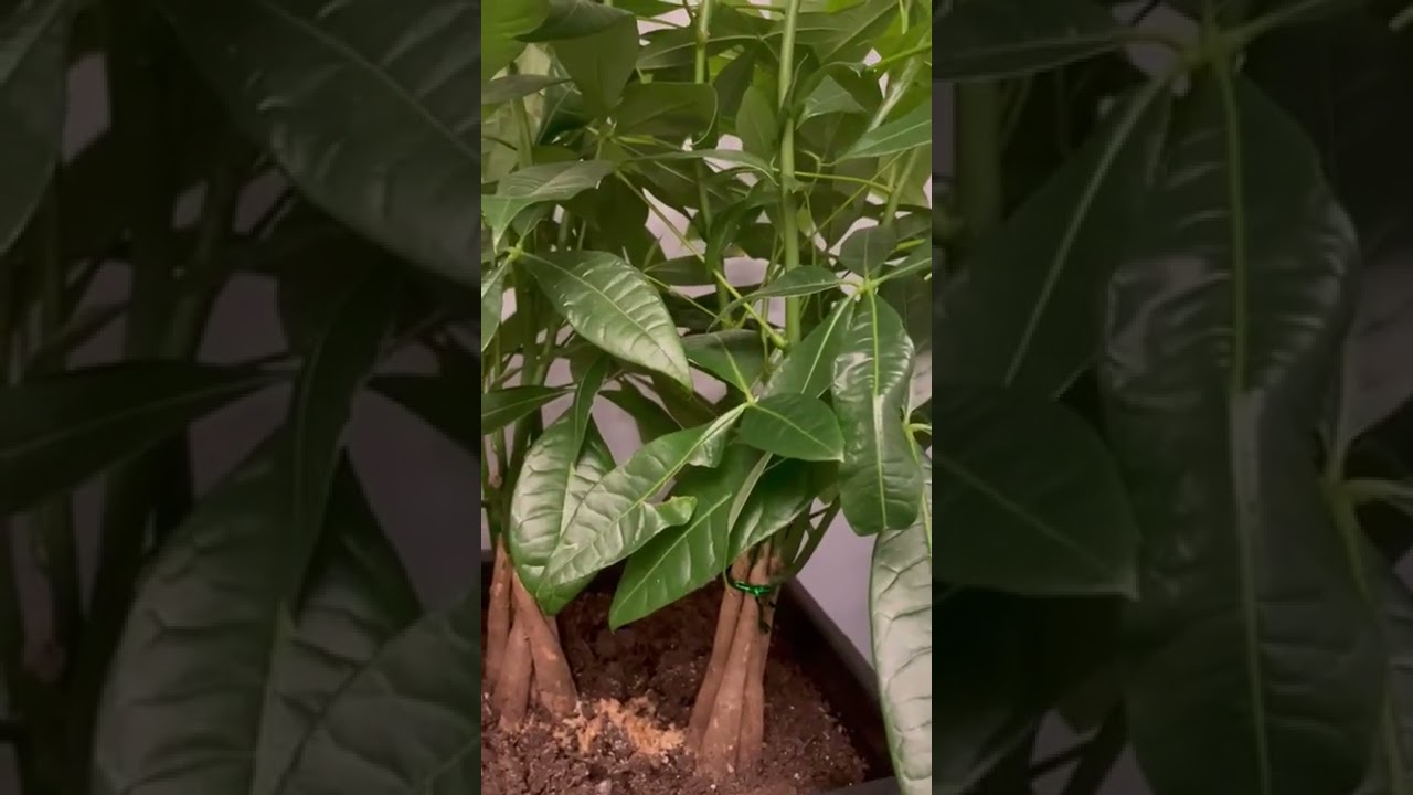 WhatsAppkodin viherkasvit