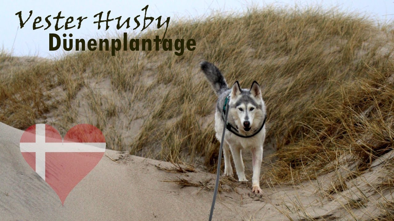 Mit Hunden zwischen Bunkern und Wanderdünen - in Vester Husby (DK)