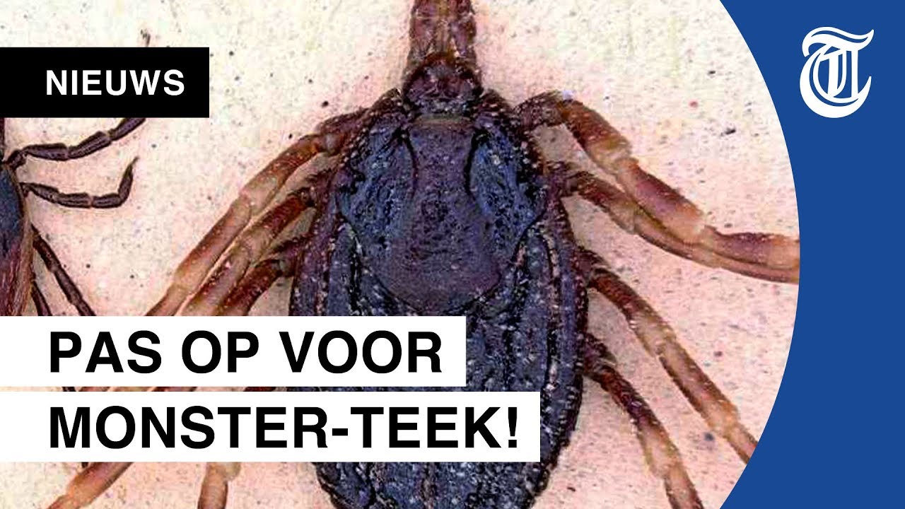 Gevaarlijke reuzenteek vlakbij Nederlandse grens