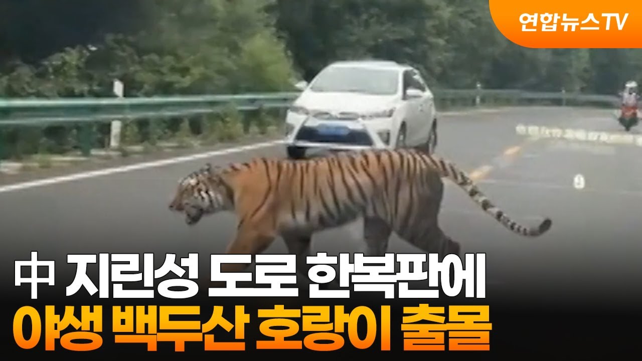 中 지린성 도로 한복판에 야생 백두산 호랑이 출몰 / 연합뉴스TV (YonhapnewsTV)