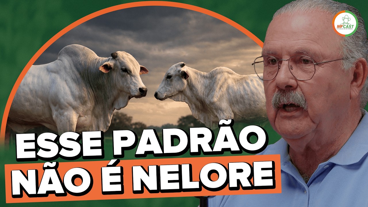 POR QUE O NELORE REGISTRADO HOJE NÃO É O MESMO DE ANTES? - MF CAST #11