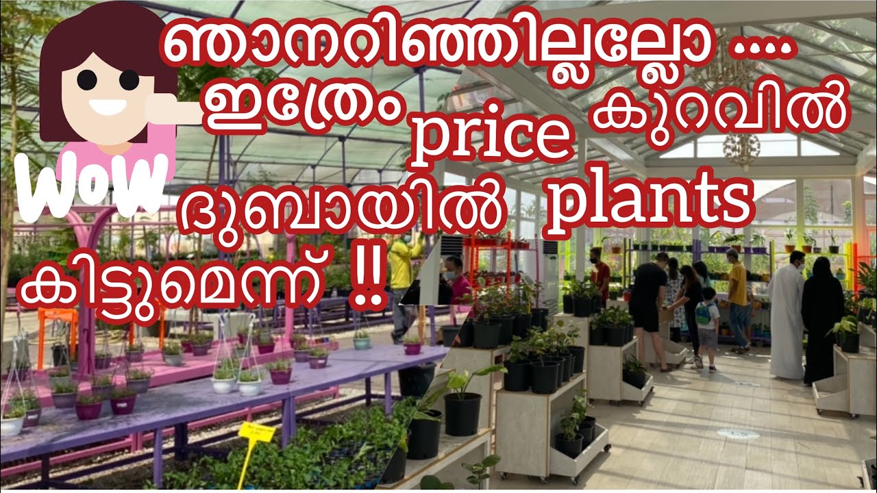 Dubayil ingane plants kittumaayirunno🤔|All Plants@cheapest |Gardening compost|Dubai Malayalam Vlog