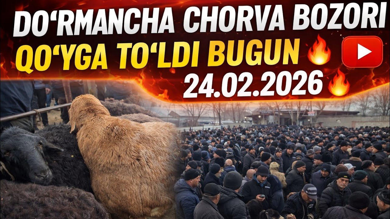 DOʻRMANCHA CHORVA BOZORI QOʻY NARXLARI 24.02.2026✅️✅️✅️